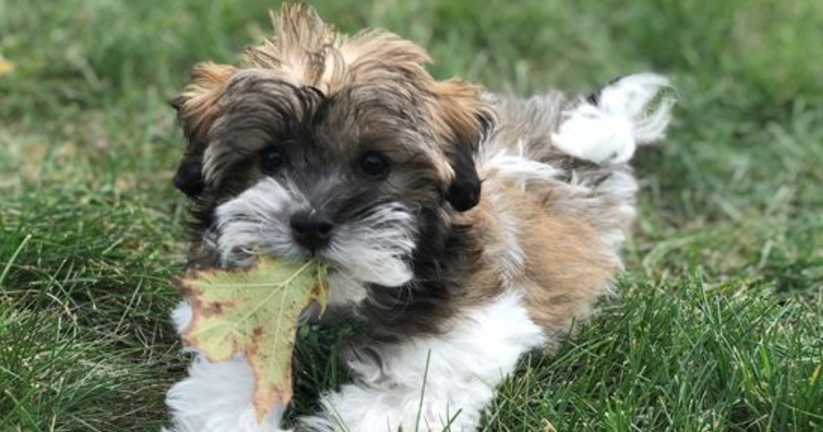 Find Havanese Puppies for Sale in Sugar Creek, Ohio