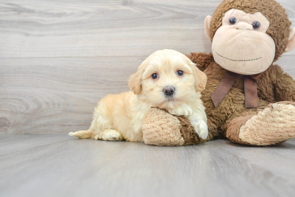 Best Havanese Baby