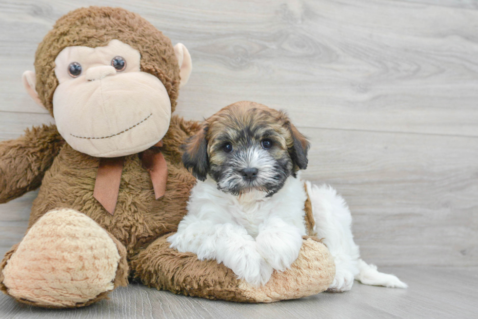 Smart Havanese Purebred Puppy