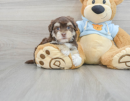 8 week old Havanese Puppy For Sale - Premier Pups