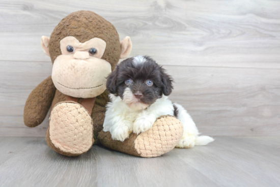 Havanese Pup Being Cute