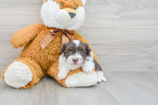 Best Havanese Baby