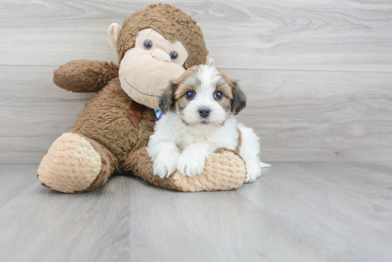 Havanese Puppy for Adoption