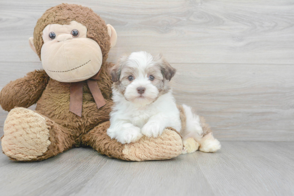 Havanese Puppy for Adoption