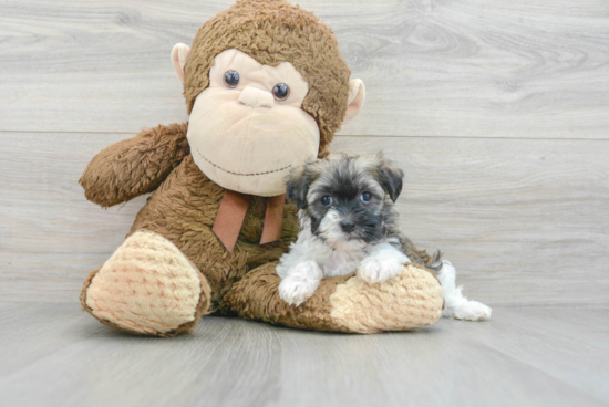 Popular Havanese Purebred Pup