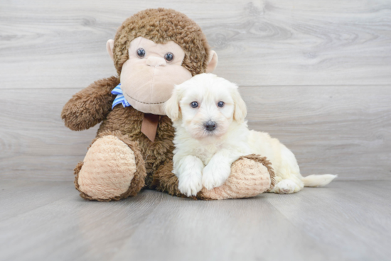 Havanese Pup Being Cute