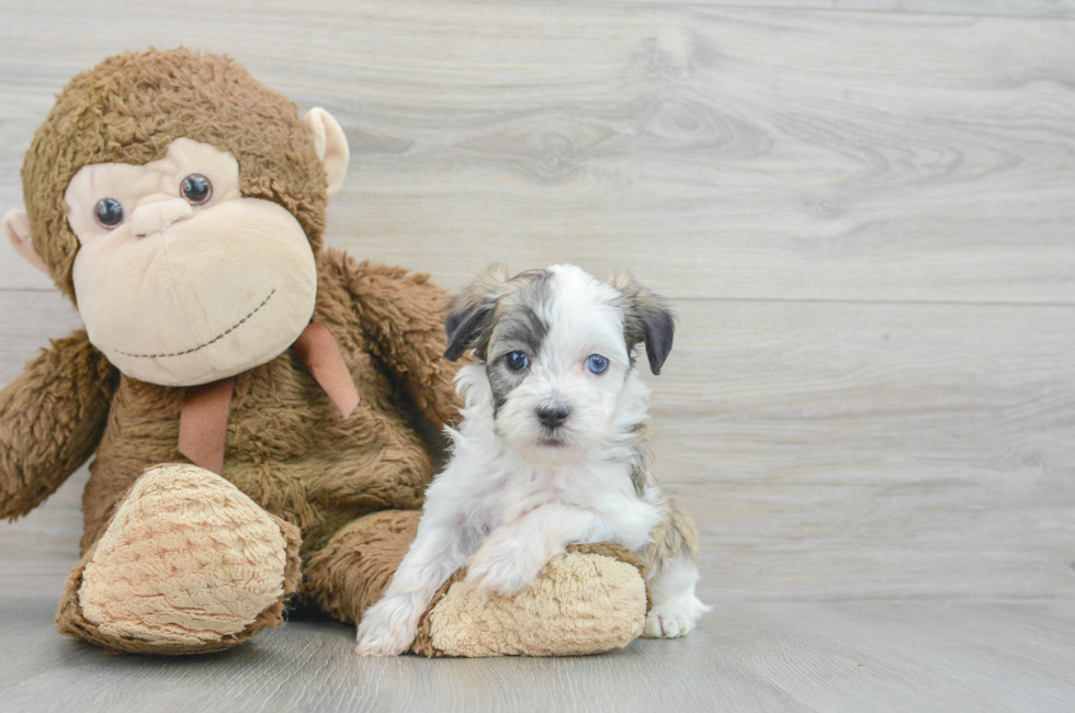 5 week old Havanese Puppy For Sale - Premier Pups