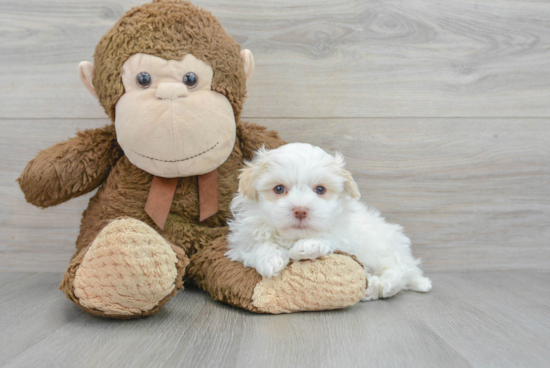 Playful Havanese Purebred Pup