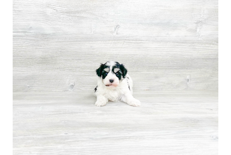 Meet Gamora - our Havanese Puppy Photo 3/4 - Premier Pups