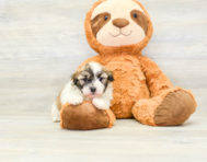 7 week old Havanese Puppy For Sale - Premier Pups