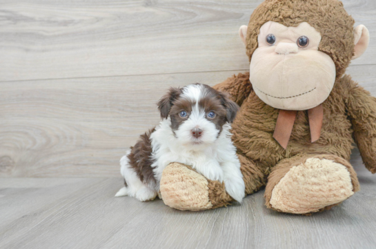 Havanese Puppy for Adoption