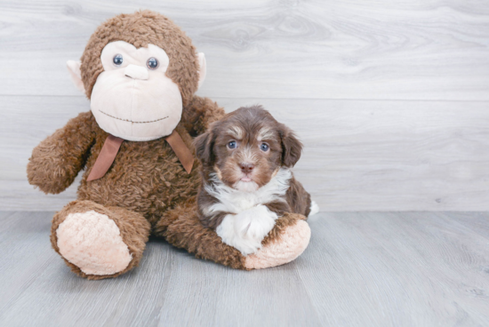 Adorable Havanese Purebred Puppy