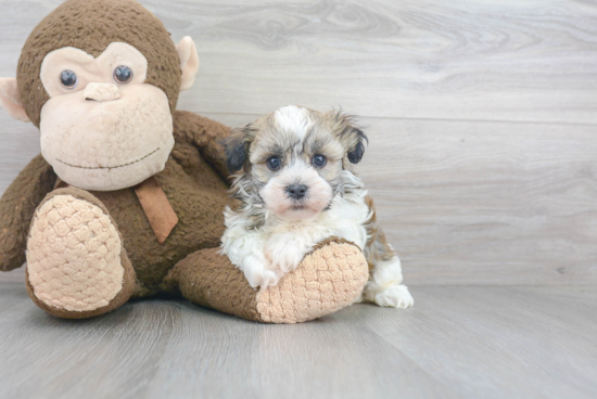 Havanese Puppy for Adoption