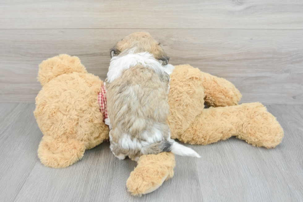 Playful Havanese Havana: 2lb 13oz Purebred Puppy