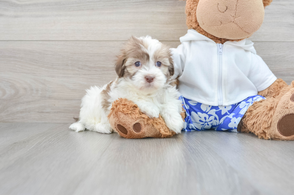 6 week old Havanese Puppy For Sale - Premier Pups