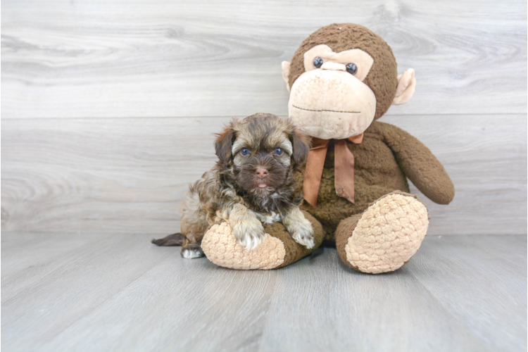 HAVANESE PUPPY