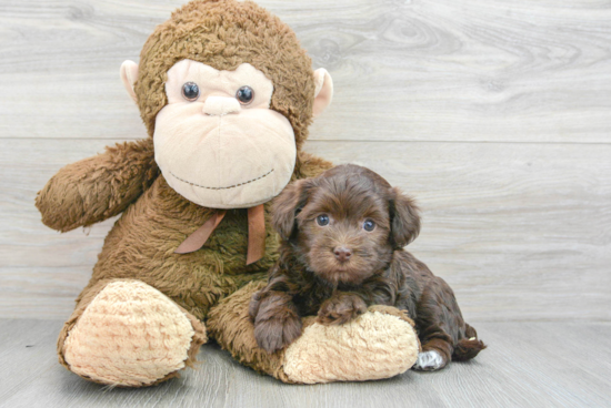 Cute Havanese Purebred Puppy