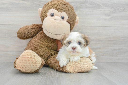 Havanese Pup Being Cute