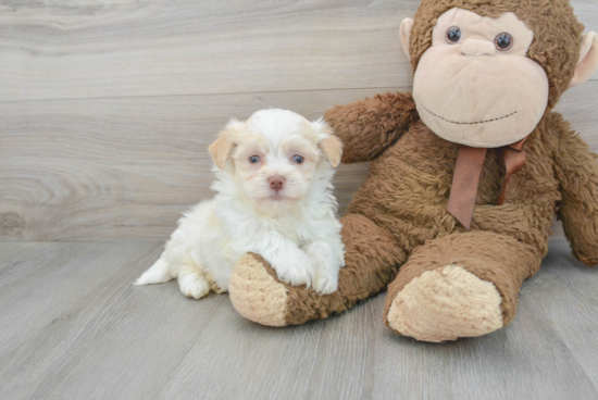 Havanese Pup Being Cute