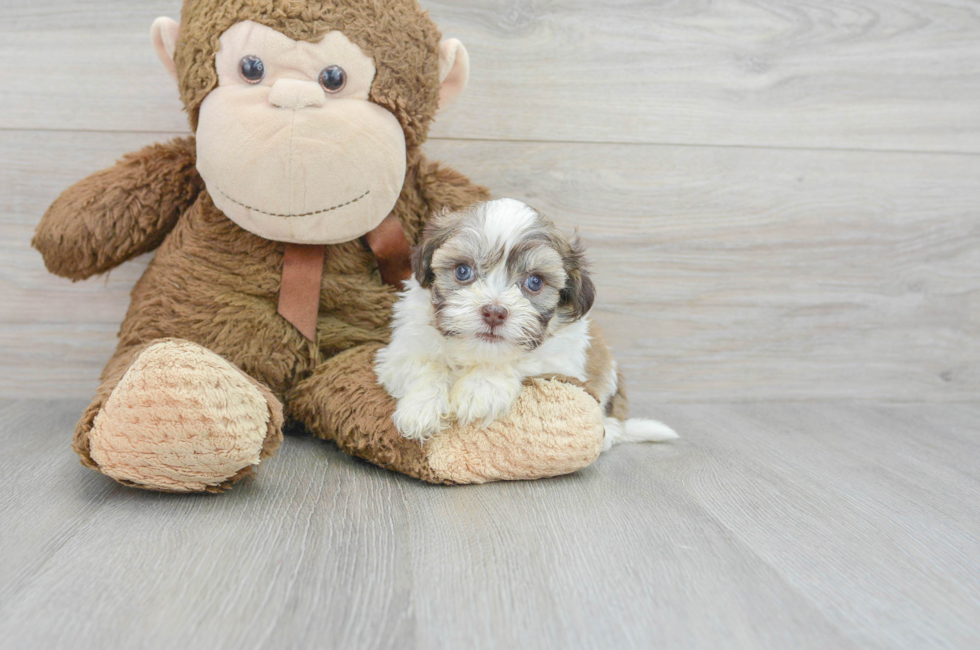 6 week old Havanese Puppy For Sale - Premier Pups
