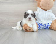 9 week old Havanese Puppy For Sale - Premier Pups