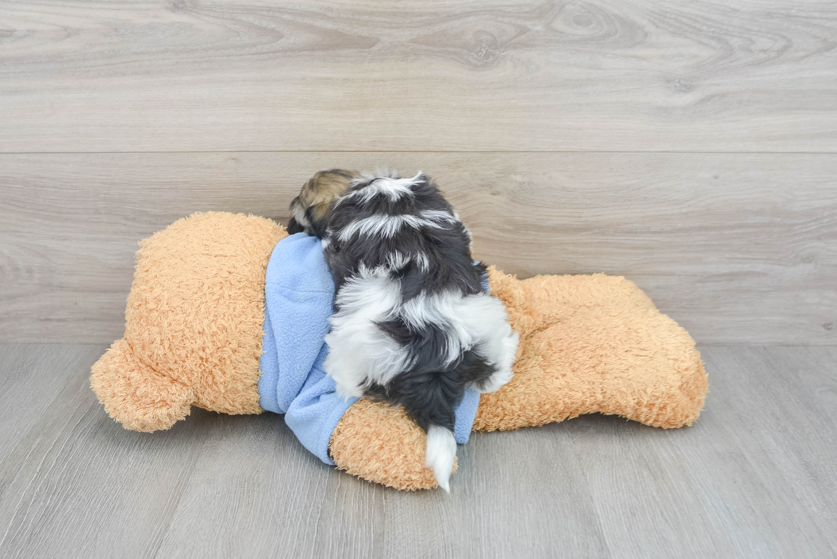 Kase havanese discount