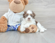 7 week old Havanese Puppy For Sale - Premier Pups