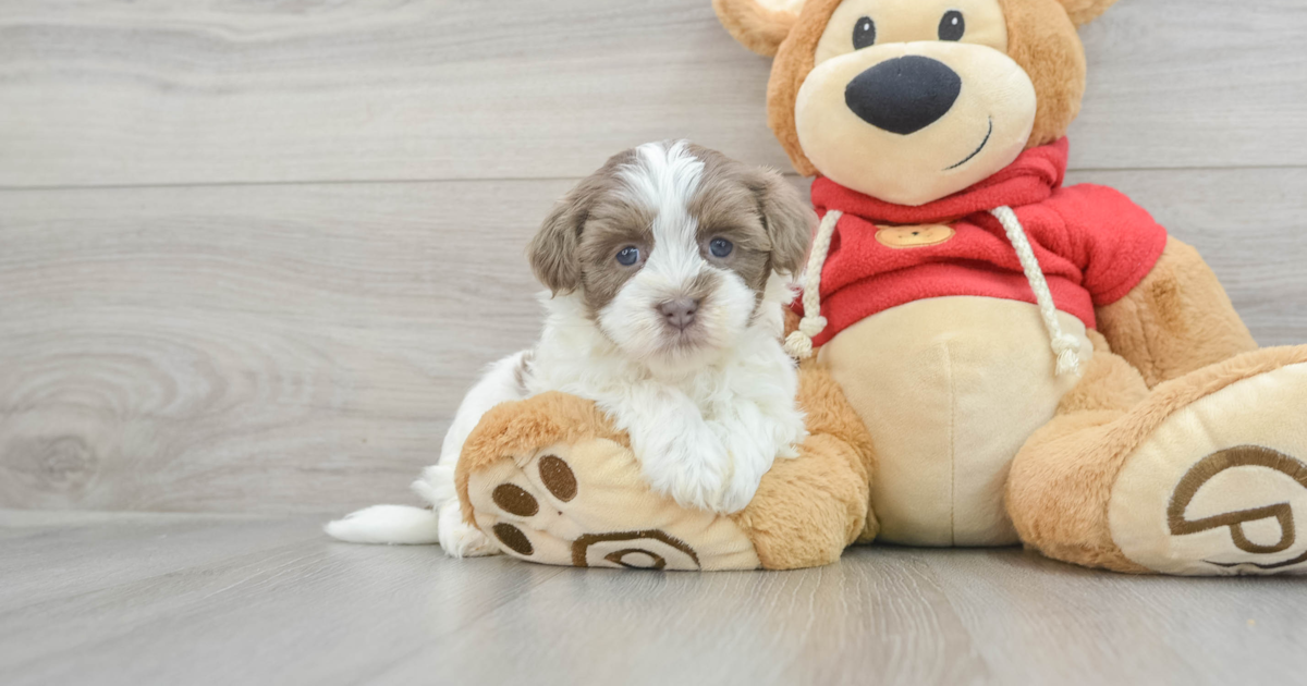 Funny Havanese Mariah: 3lb 2oz Purebred Puppy