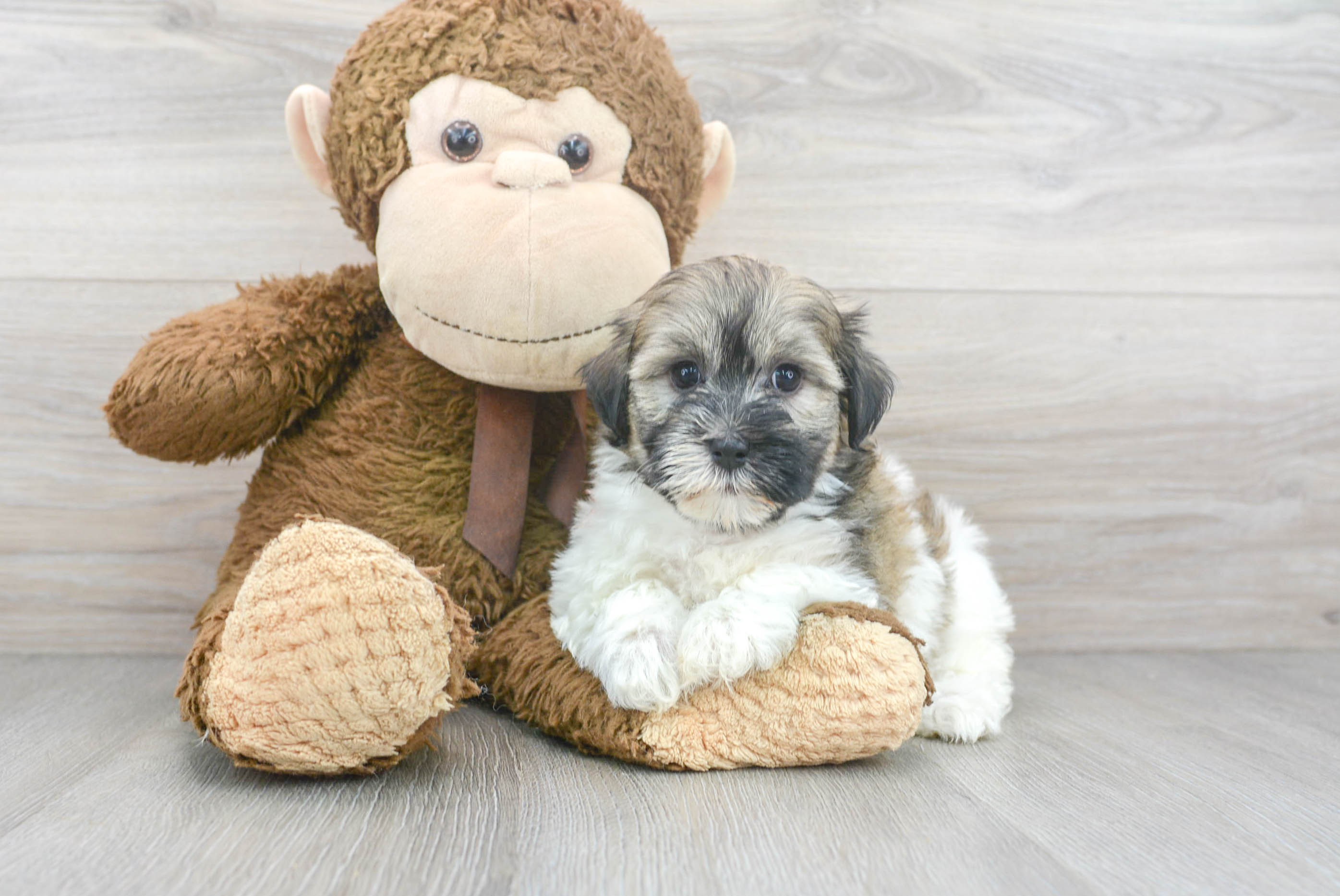 havanese teddy bear puppies for sale