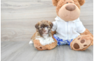 Happy Havanese Purebred Puppy