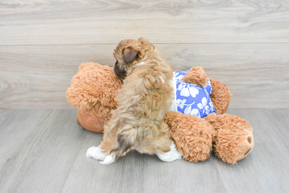Havanese Puppy for Adoption