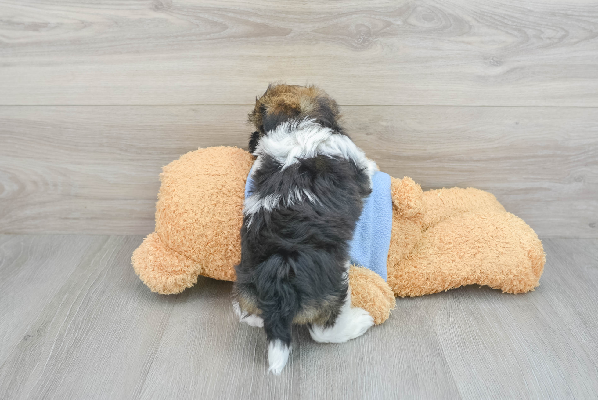 Friendly Havanese Nacho: 3lb 1oz Purebred Puppy