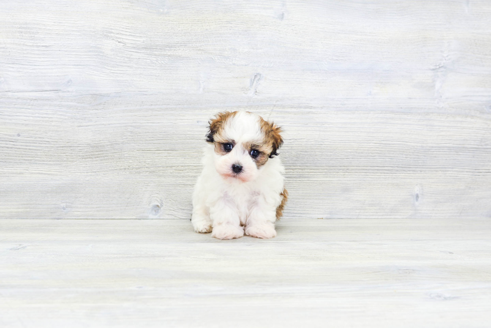 Small Havanese Purebred Pup
