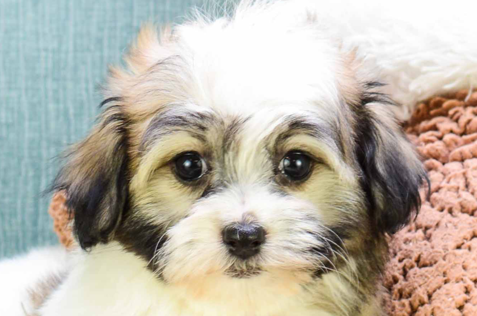 Havanese Puppies For Sale havanese puppies for sale and adoption in ohio 635908744090850875 - Havanese Puppies For Sale