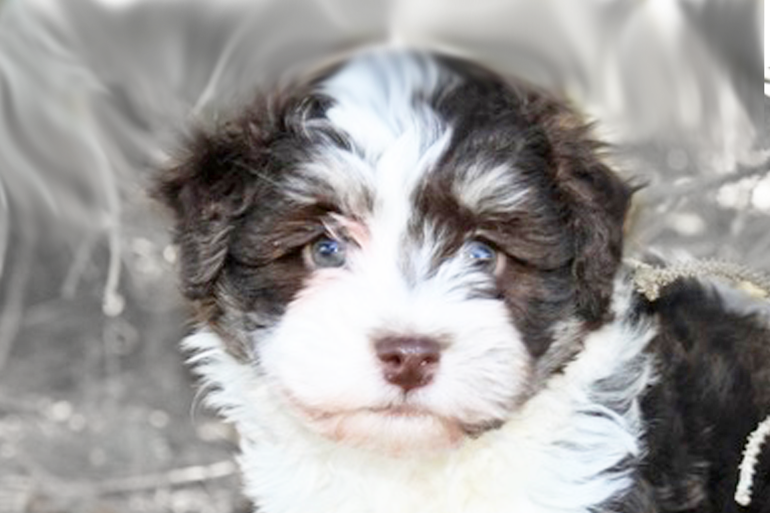 mini havanese puppies for sale