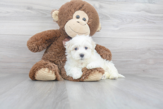 Friendly Havanese Baby