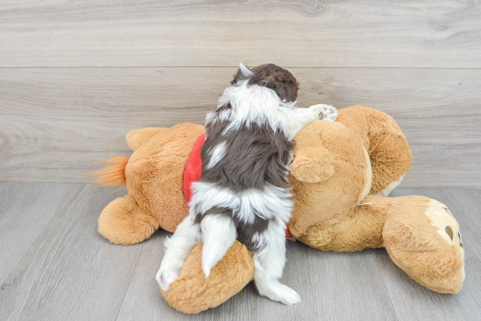 Little Havanese Purebred Pup