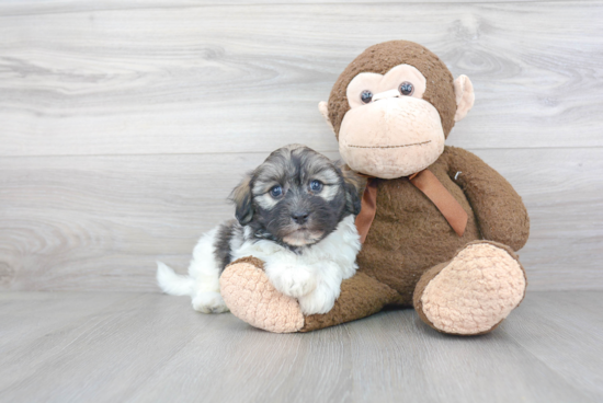 Havanese Pup Being Cute