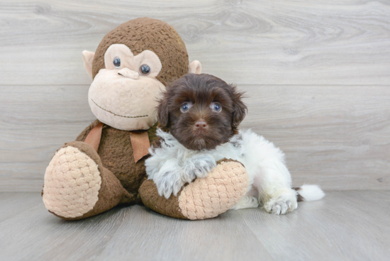 Havanese Pup Being Cute