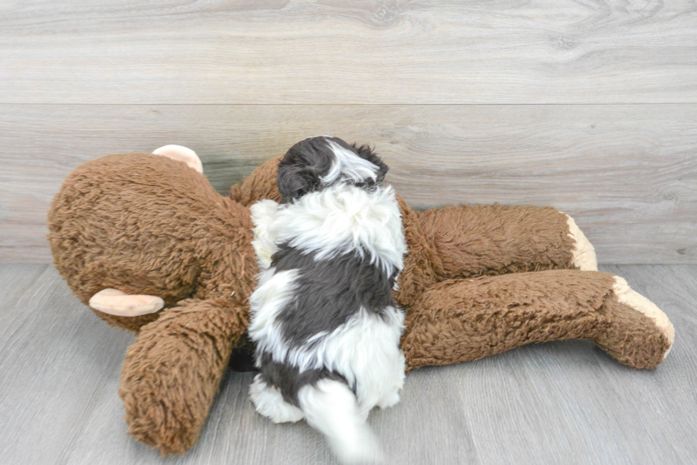 Best Havanese Baby