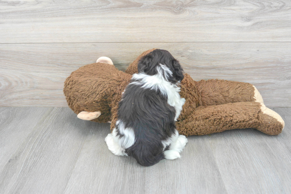 Playful Havanese Baby