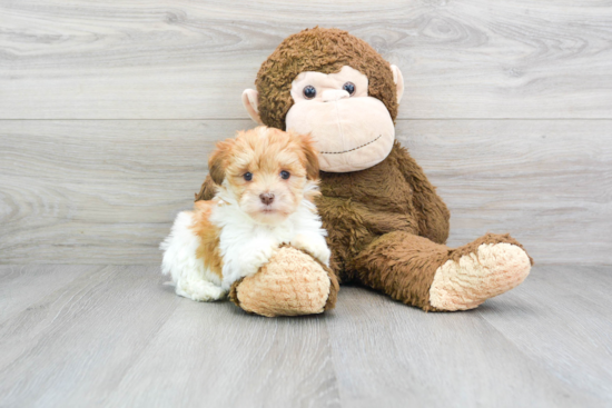 Smart Havanese Purebred Puppy