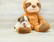 8 week old Havanese Puppy For Sale - Premier Pups