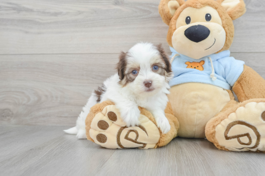 Energetic Havanese Purebred Puppy