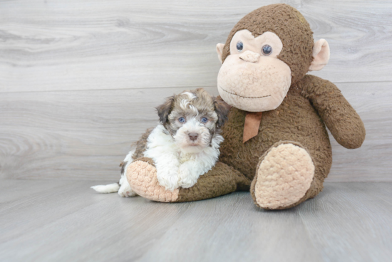 Sweet Havanese Purebred Puppy