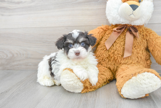 Small Havanese Baby