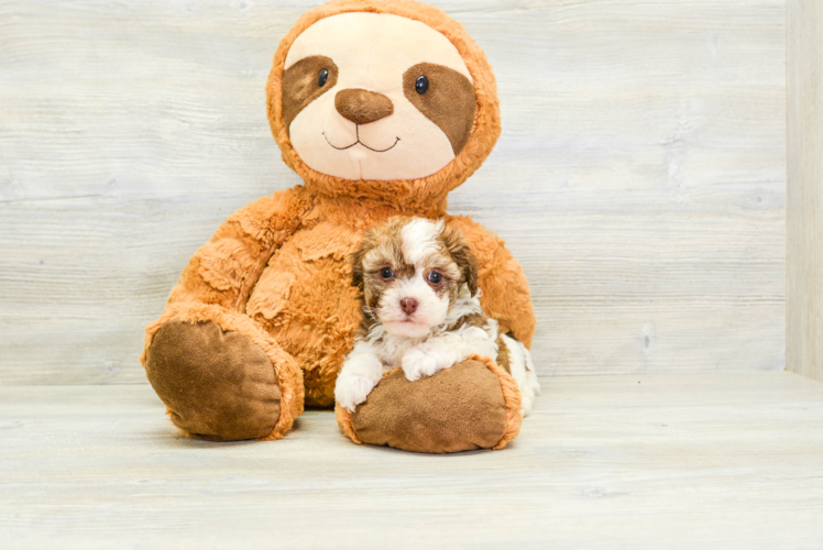 Best Havanese Baby