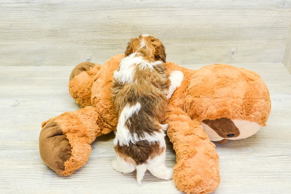 Havanese Pup Being Cute