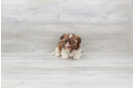 Meet Siesta - our Havanese Puppy Photo 3/4 - Premier Pups