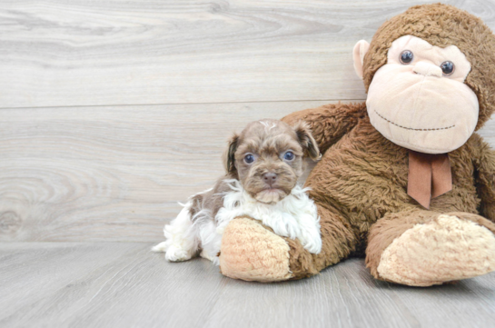 Friendly Havanese Baby